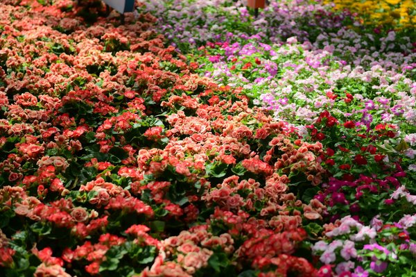 Explorez les trésors de la céramique artisanale sur internet