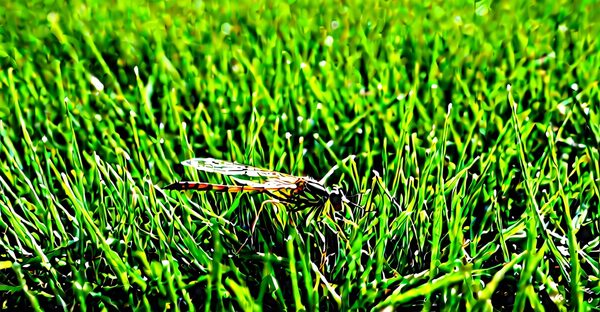 Traitement bio curatif pelouse : éliminer les larves de tipules efficacement